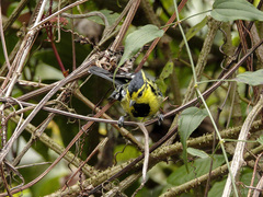 Machlolophus spilonotus