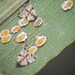 Neomaskellia bergii - Photo (c) Scott W. Gavins, algunos derechos reservados (CC BY), subido por Scott W. Gavins