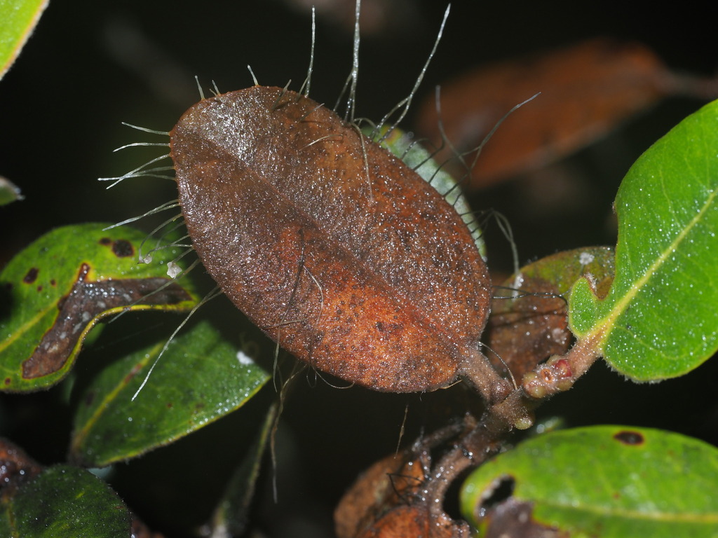 Schizoparmaceae