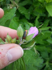 Atalantycha bilineata