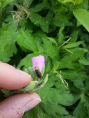 Atalantycha bilineata