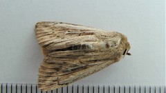 Leucania insueta