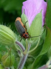 Atalantycha bilineata