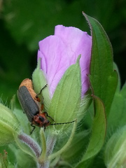 Atalantycha bilineata