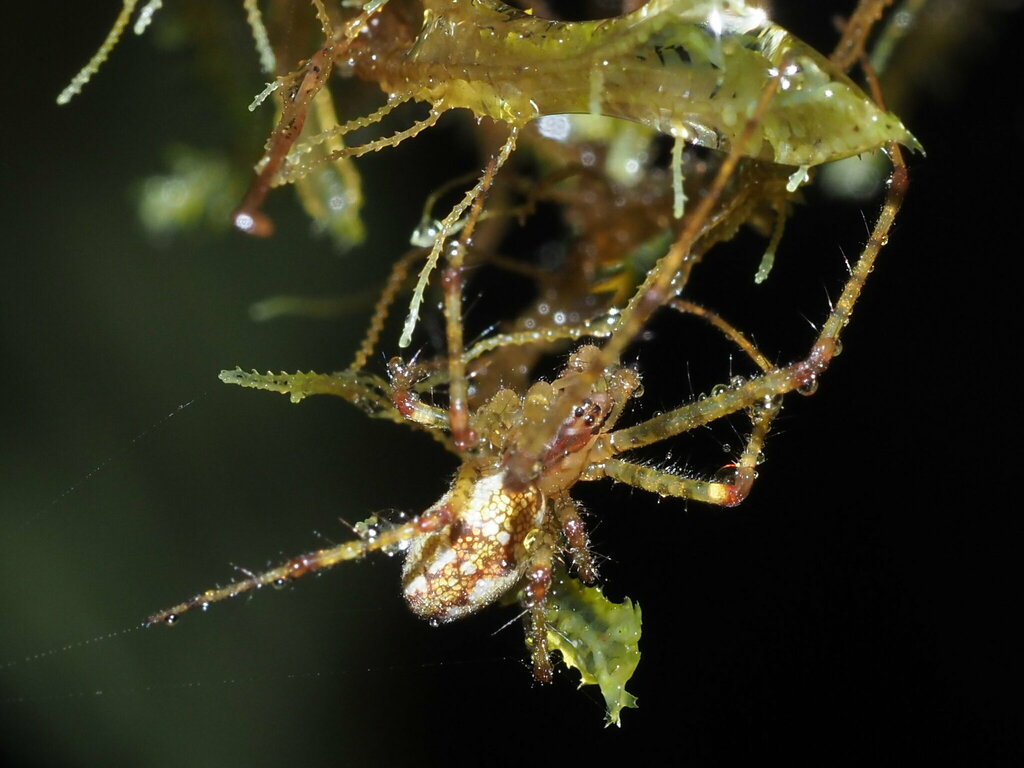 Tetragnatha pilosa