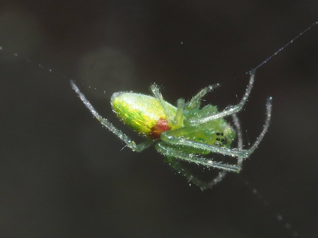Tetragnatha kauaiensis