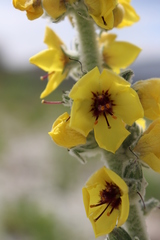 Verbascum boerhavii