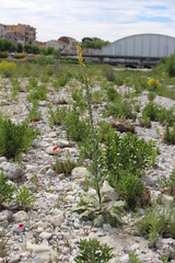 Verbascum boerhavii