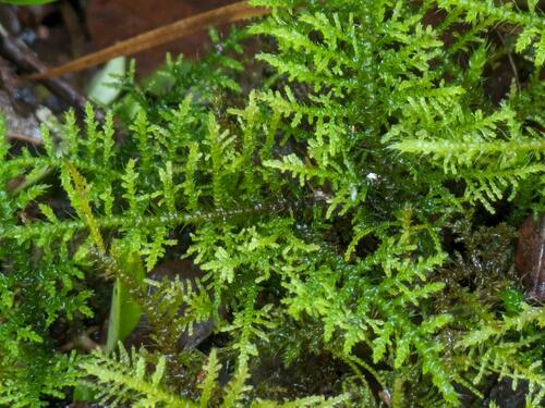 Thuidium cymbifolium