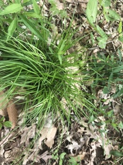 Carex communis