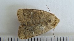 Pseudorthodes vecors