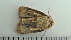 Pseudorthodes vecors