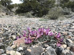 Astragalus utahensis