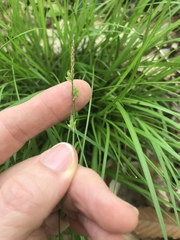 Carex communis