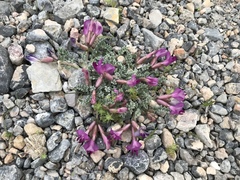 Astragalus utahensis