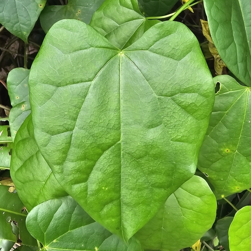 Tinospora krispura