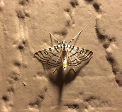 Conchylodes concinnalis