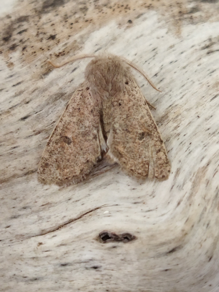Small Quaker