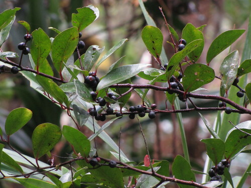 Myrsine modesta observed 2011-07-15