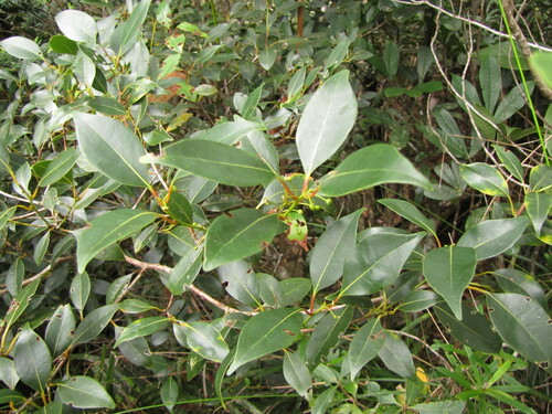 Litsea triflora observed 2011-07-14