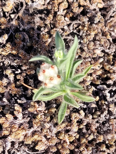 Diaperia verna verna
