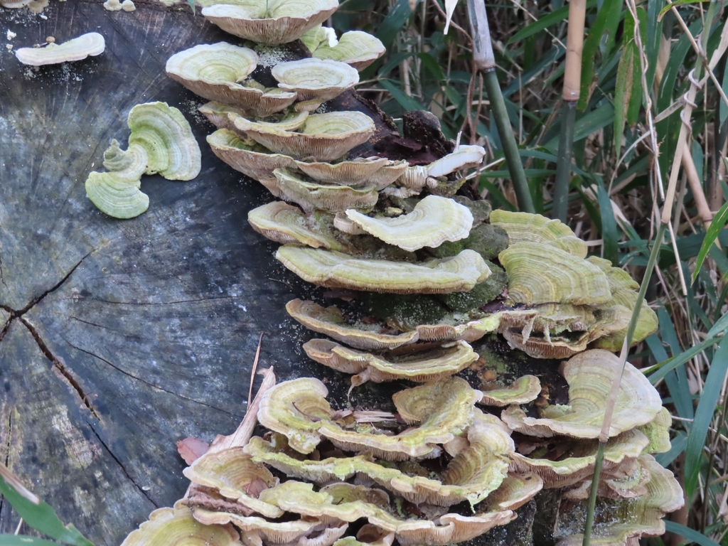 Trametes betulina · March 2024 · photo: © mami_t_t (iNaturalist, cc-by)