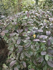 Homalium cochinchinense