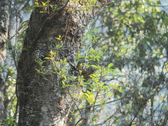 Muscicapa ferruginea