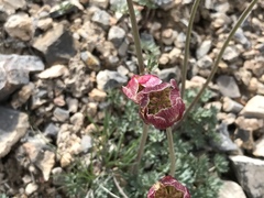 Ranunculus andersonii