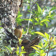 Muscicapa ferruginea