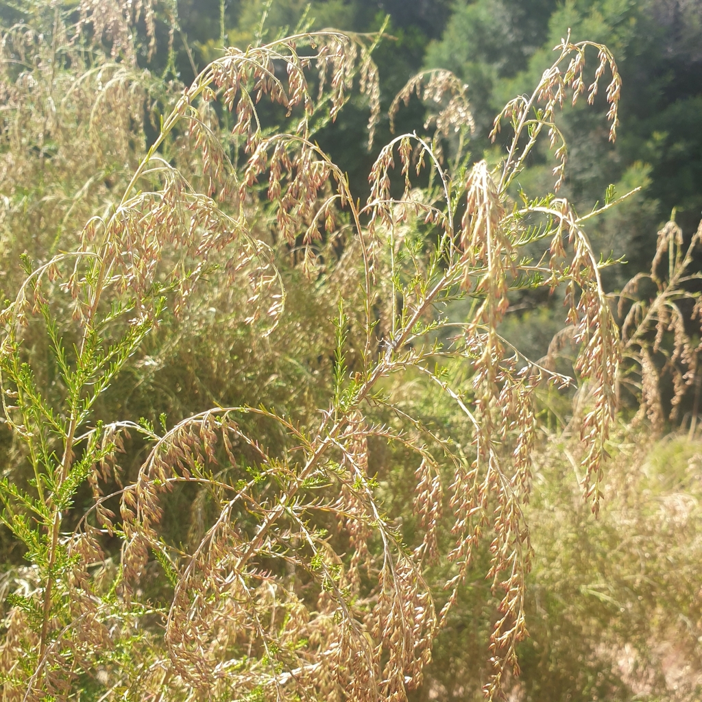 Sifton Bush from Mornington VIC 3931, Australia on March 6, 2024 at 1047 AM by lightupgold