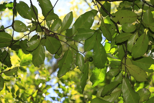 Diospyros samoensis observed 2017-04-26
