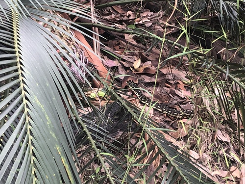 Diamond Python sighting