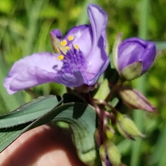 Tradescantia