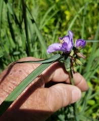 Tradescantia