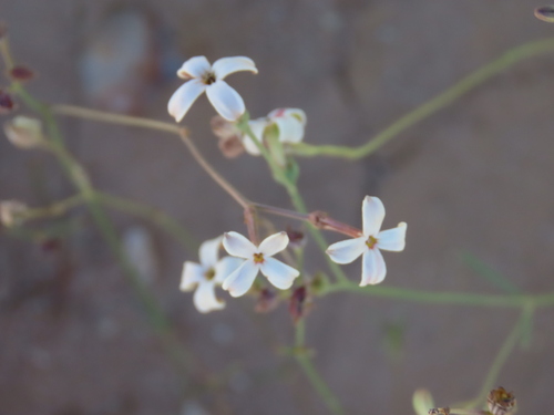 Image of Kohautia cynanchica by no rights reserved