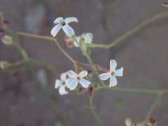 Wild Sage (Kohautia)