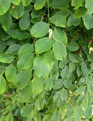 Dalbergia latifolia