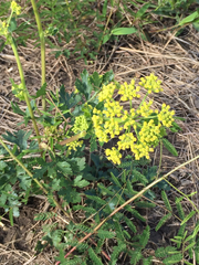 Polytaenia nuttallii