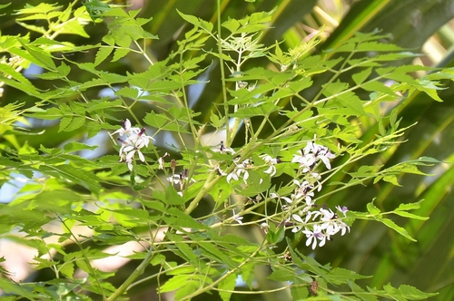 Azadirachta indica