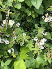 Rosa kwangtungensis