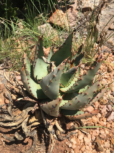 Foto de Aloe espinhosa