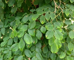 Dalbergia latifolia