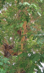 Dalbergia latifolia
