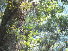 Muscicapa ferruginea