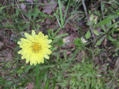 Pyrrhopappus pauciflorus