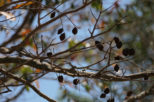Terminalia arjuna