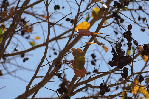Terminalia arjuna