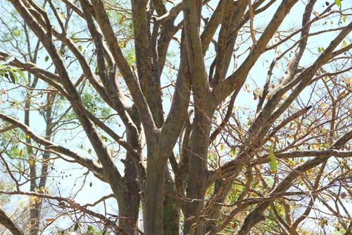 Terminalia arjuna