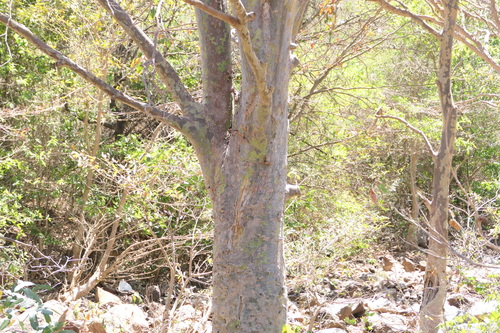 Terminalia arjuna